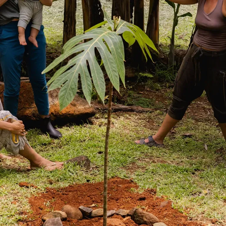 A young tree freshly planted in the soil